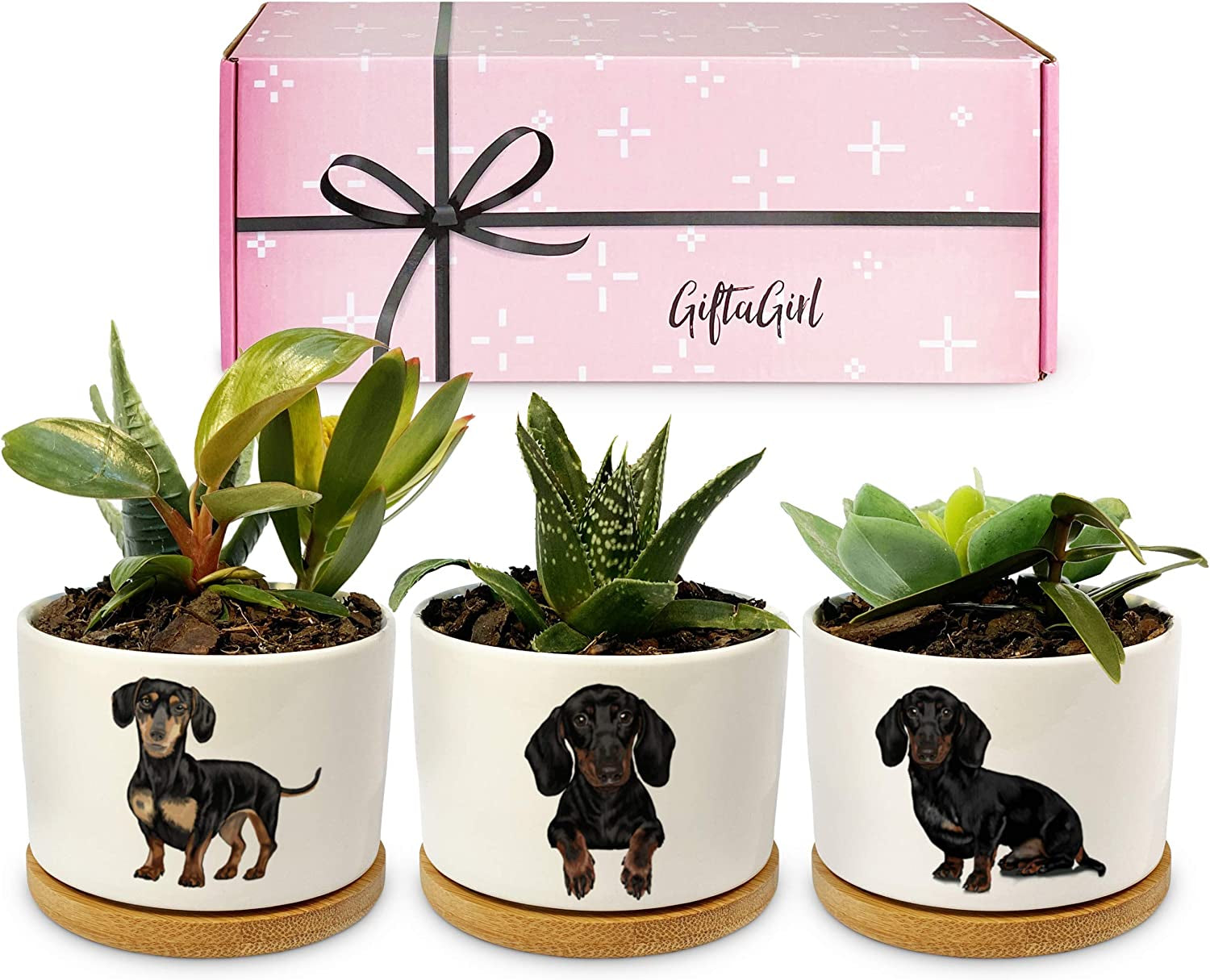 Dachshund-Themed Succulent Planters for Women - Ideal Birthday or Christmas Gifts, Elegantly Gift Boxed