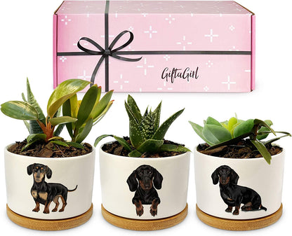 Dachshund-Themed Succulent Planters for Women - Ideal Birthday or Christmas Gifts, Elegantly Gift Boxed